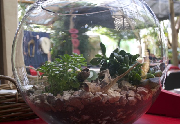 terrarium, Anna Kosmanovski photo