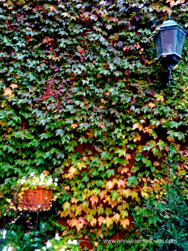 Autumn leaves on a wall