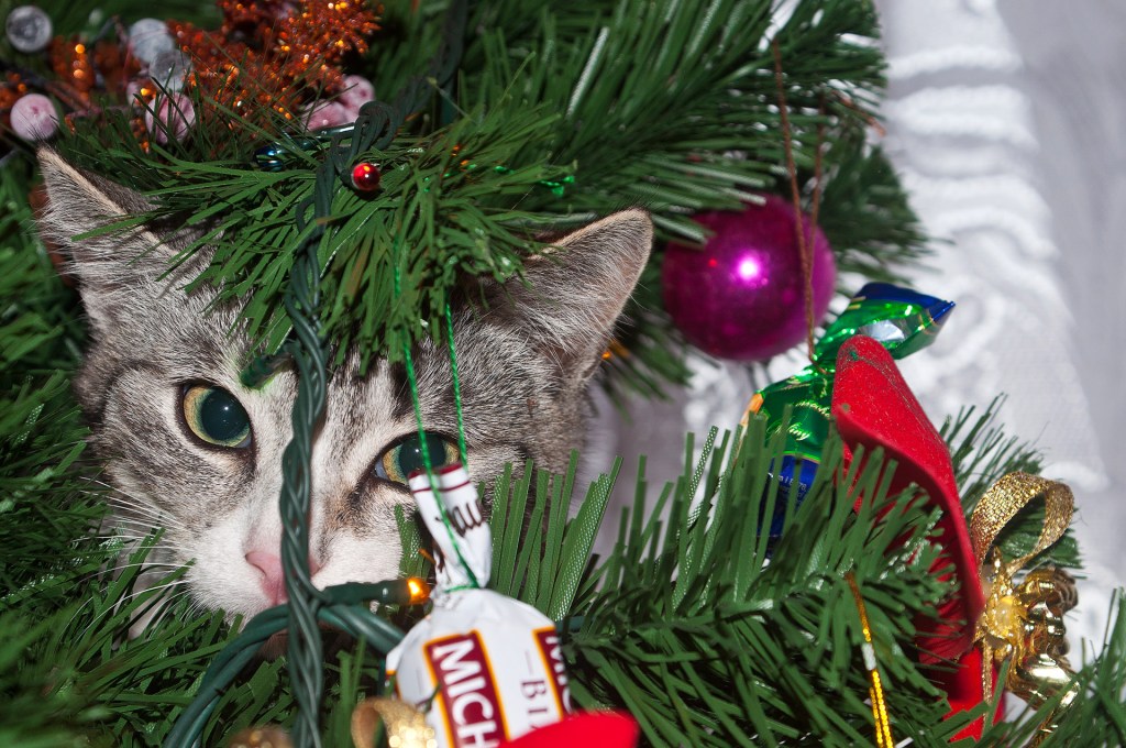 3 Reasons Why Cats love Christmas&nbsp;Too